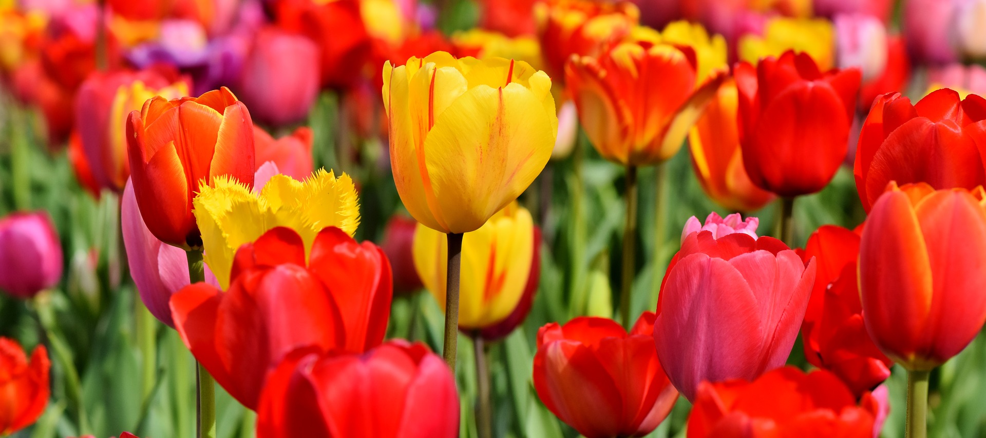 Tulipany i Kanada
